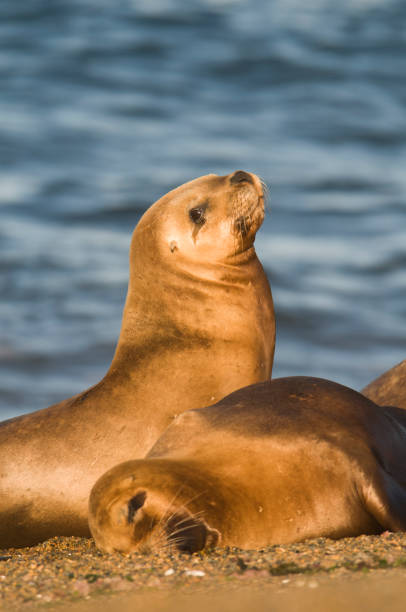 istock Mother and baby sea lion 1134672066