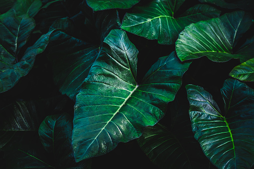 The tropical Elephant Ear Leave background in dark tone