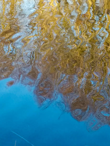 istock Reflection of trees in water 1134674389