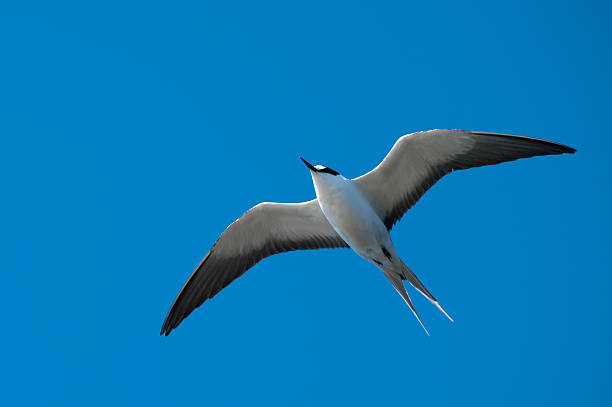 sooty крачка - sooty tern стоковые фото и изображения