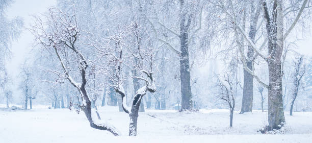 istock Panoramic view of bare leafless tree with an interesting shape in a winter woodland landscape. Bare trees in snow. 1134677518