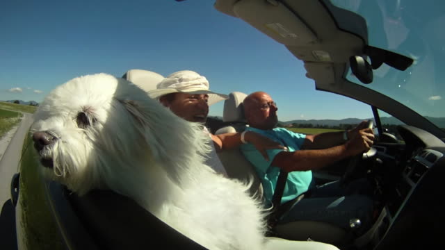 HD SLOW-MOTION: Maltese Dog In A Convertible
