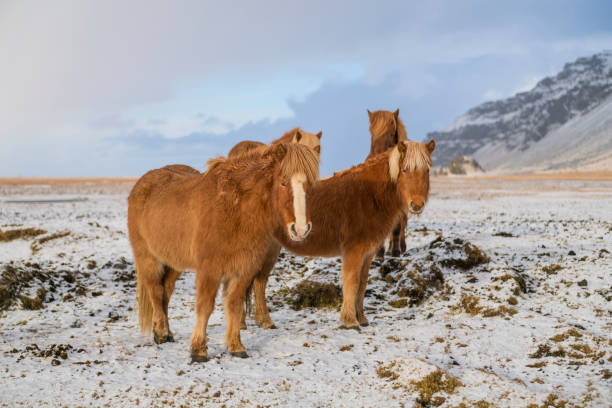 istock Icelandic horses in the snow 1134679533
