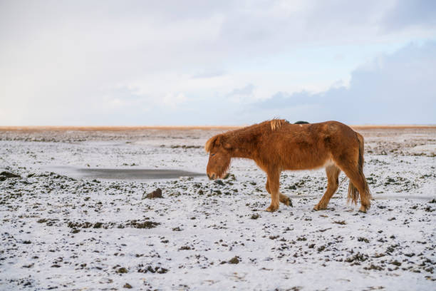 istock Icelandic horses in the snow 1134679535