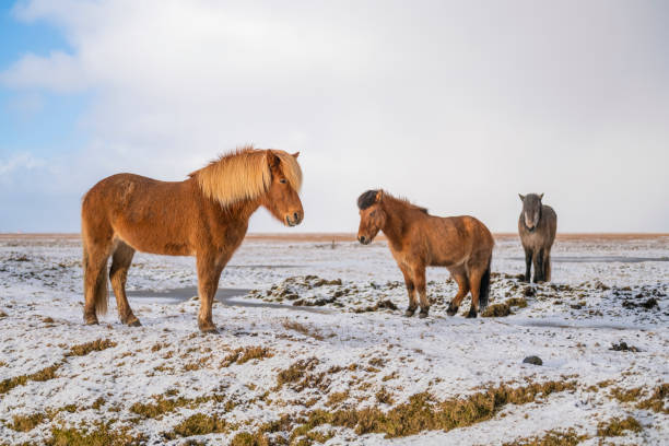 istock Icelandic horses in the snow 1134679539