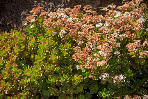 Jade plant with flowers in the wild - in Funchal on the Portuguese island Madeira