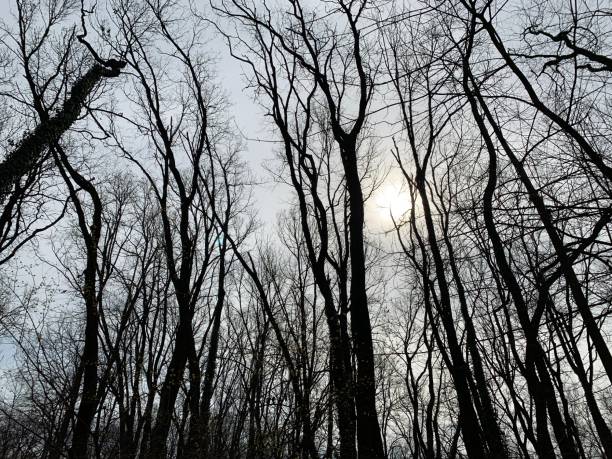 wczesna wiosna w lesie liściastym - mobilestock horizontal branch tree trunk zdjęcia i obrazy z banku zdjęć
