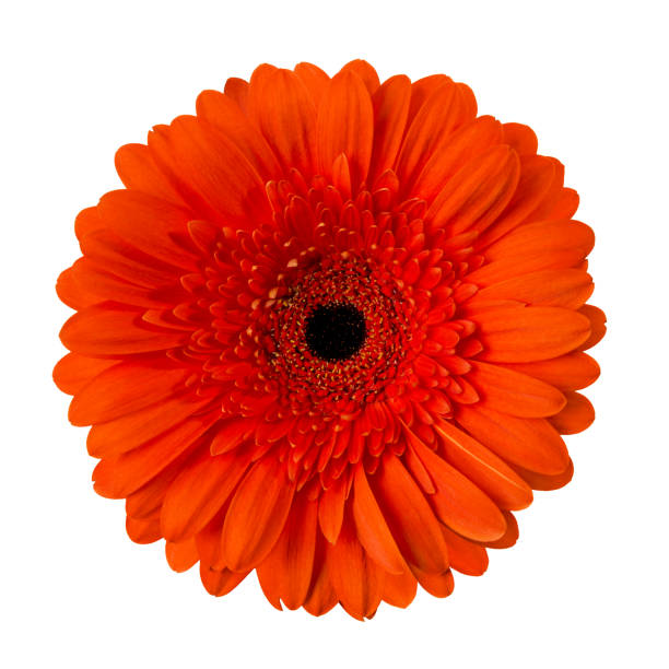 istock Gerbera flower isolated on white background close-up 1134681394