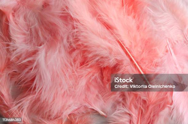Pink Feathers As Background, Close Up. Texture Of Pink Feathers. Free Image  and Photograph 199290109.