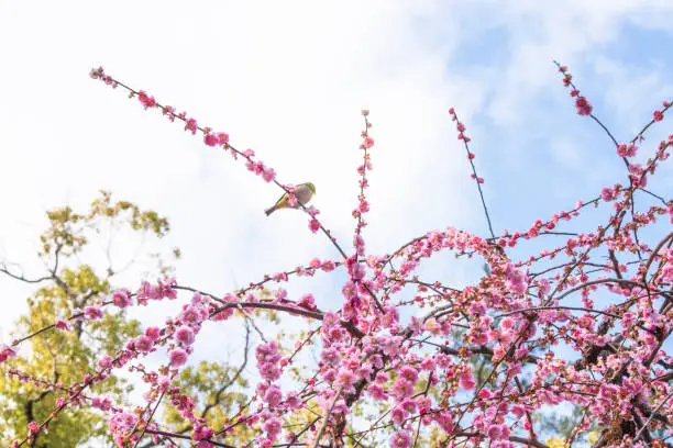 Photo of apanese White-eye at plum blossoms