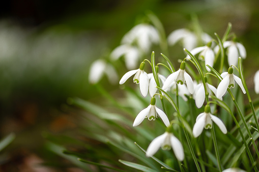 Cluster of beautiful fragile wild snowdrops, with blurred green background, and space for copy.