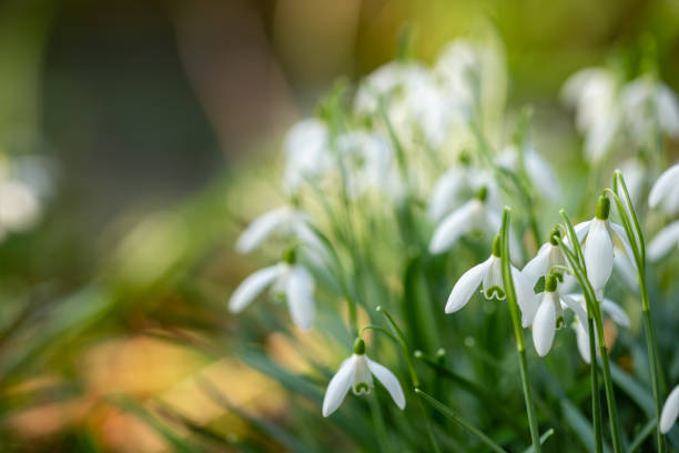 istock Fragile White Snowdrops with blurred background, and space for Copy 1134685129