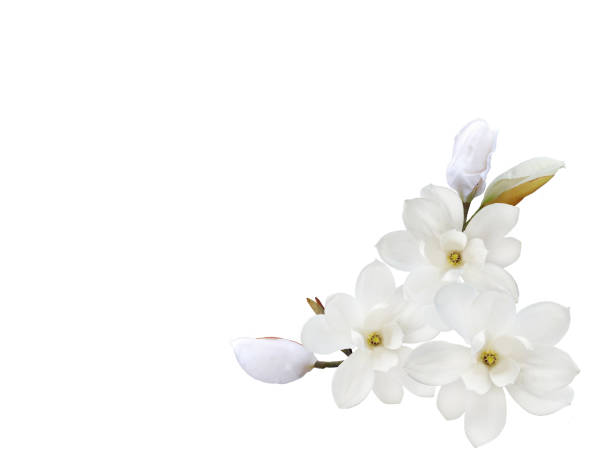 istock White magnolia flower isolated on white background. 1134686186