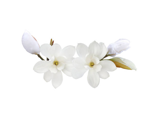 istock White magnolia flower isolated on white background. 1134686191
