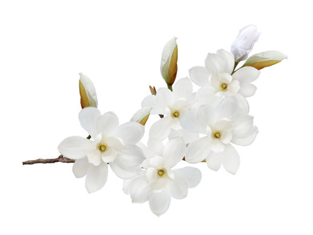 istock White magnolia flower isolated on white background. 1134686233