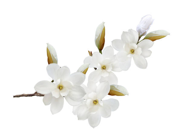 istock White magnolia flower isolated on white background. 1134686241