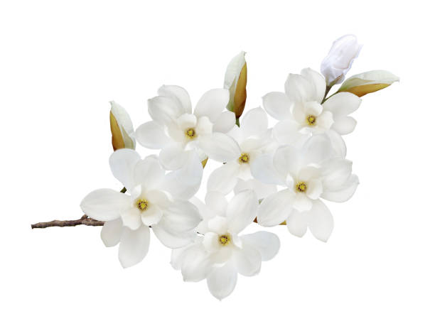 istock White magnolia flower isolated on white background. 1134686242