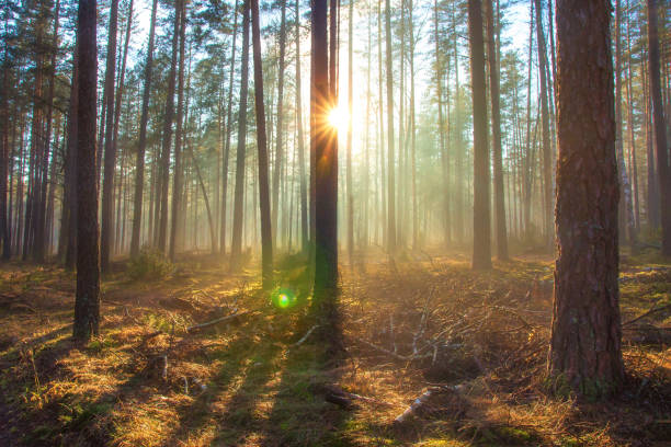 istock Sun shines in spring forest. Sunny nature landscape in forest park 1134686402