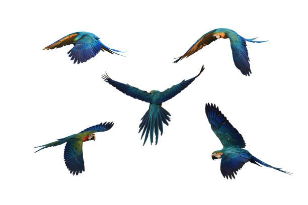 istock Flying of various macaw parrots, white background. 1134686552