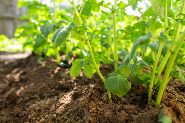 istock Potato grow on beds in the ground. 1134686614