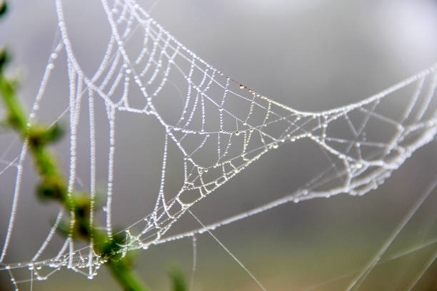 istock shiny dew drops on leaves and spider webs 1134686938