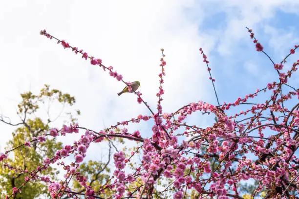 Photo of apanese White-eye at plum blossoms
