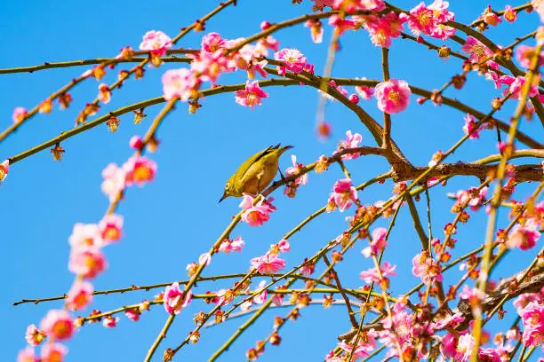 Photo of Plum blossoms