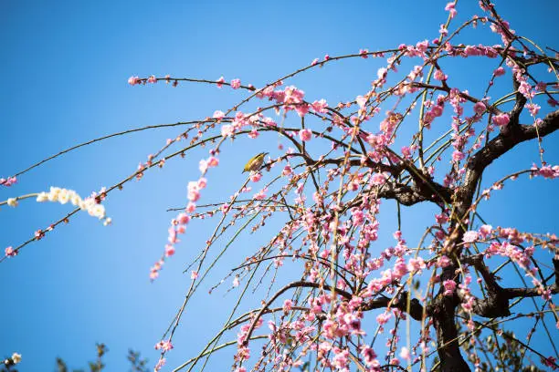 Photo of Plum blossoms