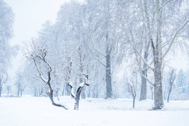 istock A bare leafless tree with an interesting shape in a winter woodland landscape. Bare trees in snow. 1134688895