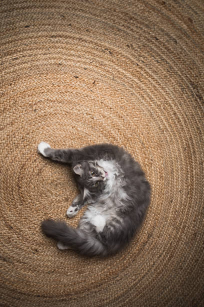 istock longhair kitten on the carpet 1134690677