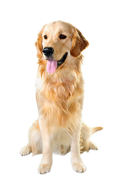 istock Golden retriever dog 113469233