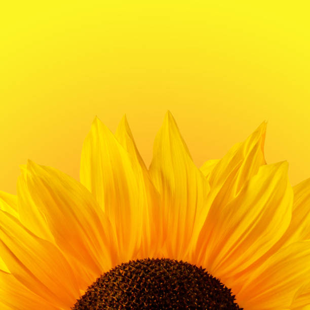 istock Sunflowers and yellow  background 1134692662