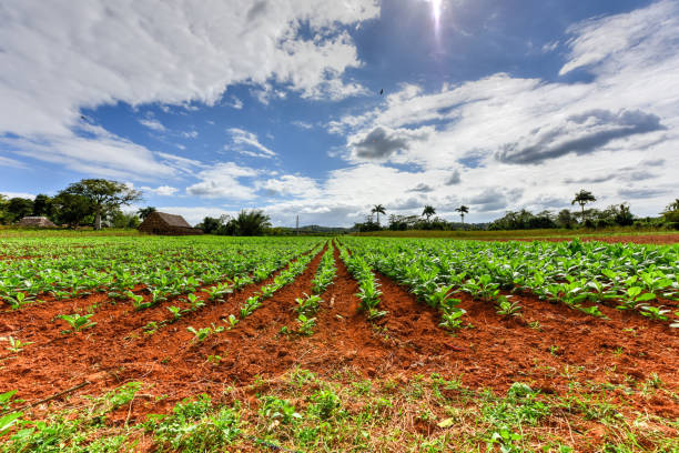 Tobacco field in the Vinales valley, north of Cuba.