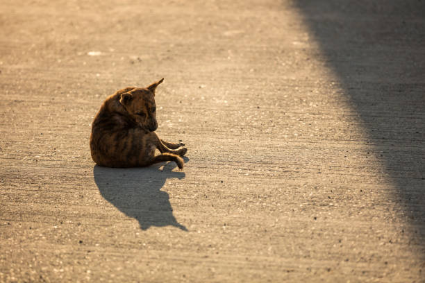 istock A brown homeless dog on the road with sunlight 1134693419