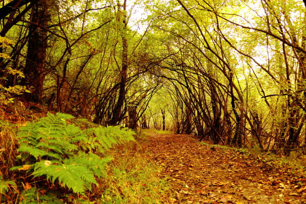 Autumn hues in Dachigam National Park Kashmir