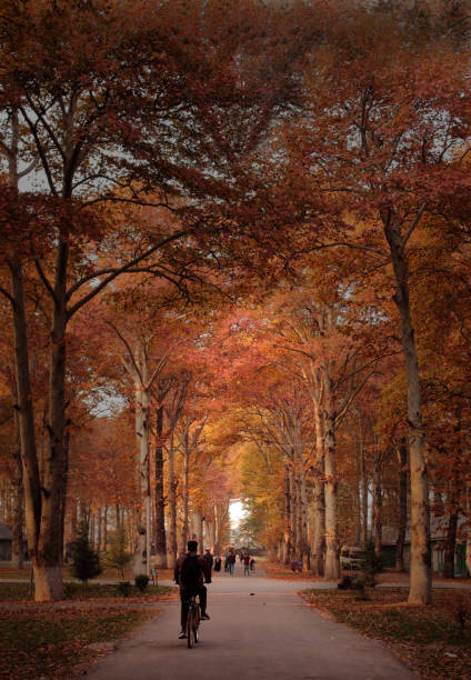 université de naseem bagh du cachemire - jammu et cachemire photos et images de collection