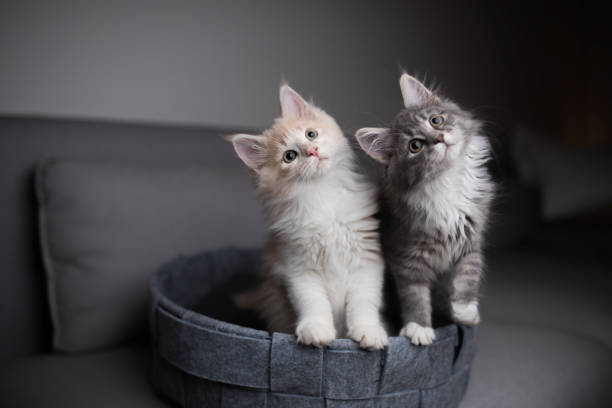 two playful kittens two playful  maine coon kittens standing in pet bed looking into the light  source curiously and  tilting their heads longhair cat photos stock pictures, royalty-free photos & images