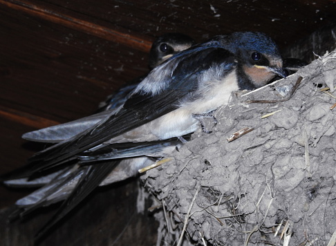 Detail of a swallow nest with three birds sheltering in it.