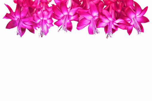 Pink Schlumberger flowers Christmas cactus ripsalidopsis isolated on white background