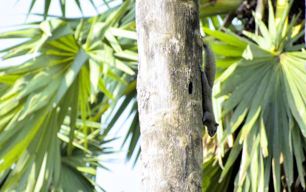 istock The squirrel is climbing on the palm tree. 1134699258