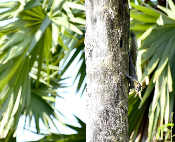 istock The squirrel is climbing on the palm tree. 1134699259