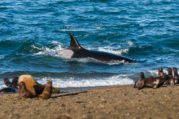 istock Killer whale , hunting sea lions 1134699425