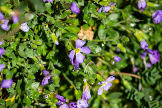 istock Rock Cress Flowers in Bloom in Winter 1134700433