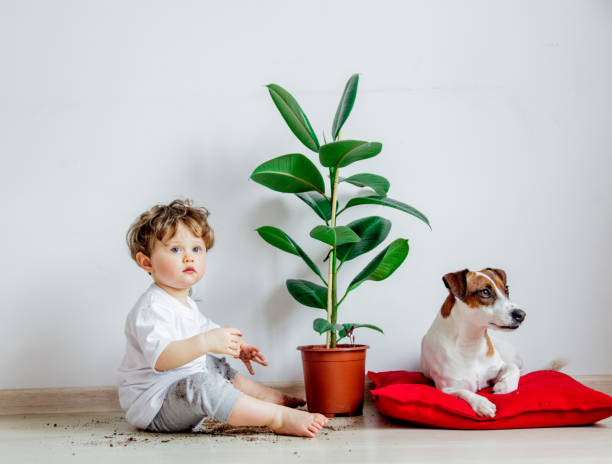 Little baby boy with plant and dog sitting on a floor Little baby boy with plant and dog sitting on a floor at home toddler hitting stock pictures, royalty-free photos & images