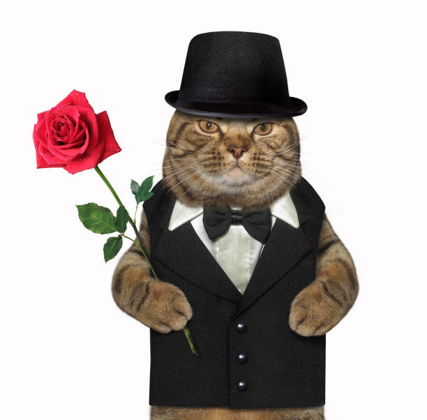 istock Cat gentleman with a red rose 1134700828