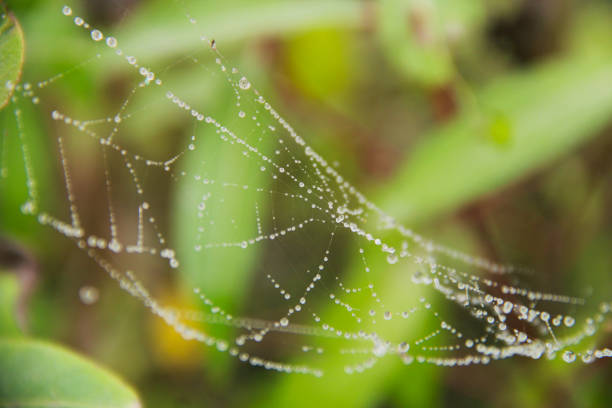 istock shiny dew drops on leaves and spider webs 1134701739