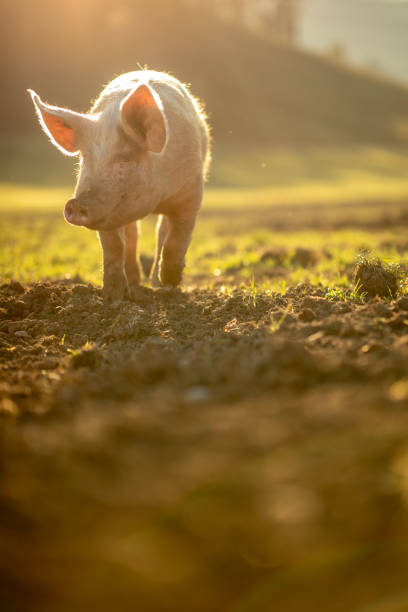 pigs eating on a meadow in an organic meat farm - domestic pig imagens e fotografias de stock