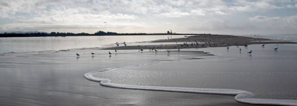 istock Seagulls and seafoam from from rising wave tide overflow into Santa Clara river at Surfers Knoll beach in Ventura California United States 1134702123