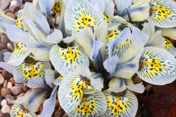 Dutch miniature light blue iris flower (histrioides)