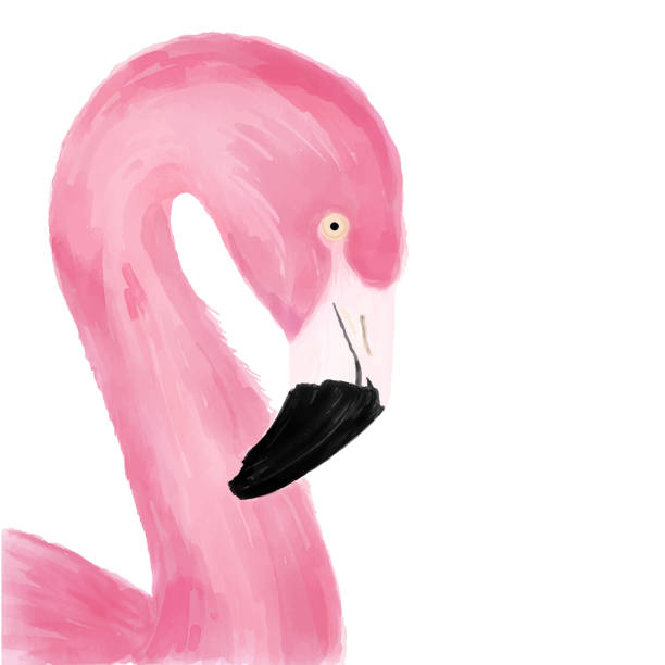 aquarell rosa flamingo portrait, seitenansicht. tropische exotische vogel hintergrund, tropischen sommer konzept, design-element. - feather white macro bird stock-grafiken, -clipart, -cartoons und -symbole